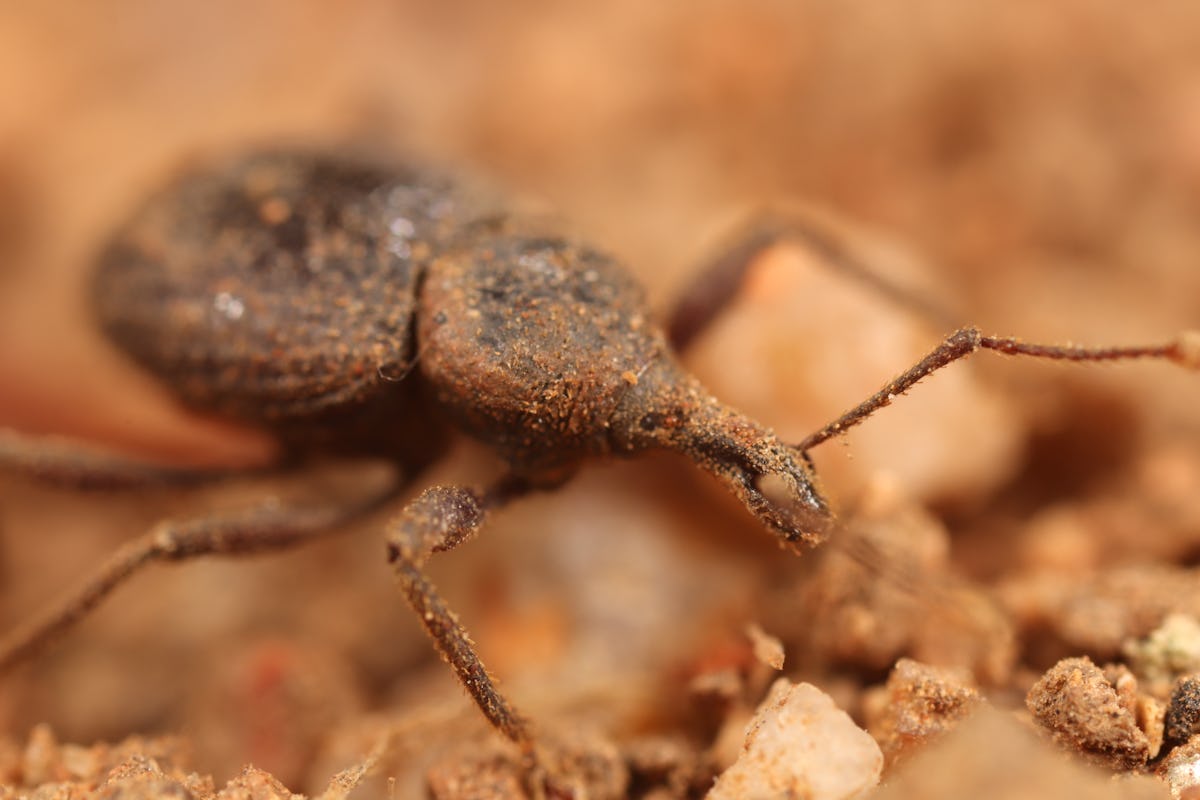 Close up of weevil crawling amongst dirt