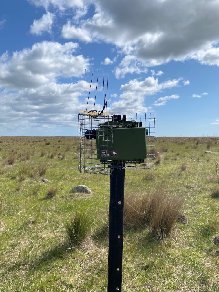 Plains-wanderer song meters in Victoria's Volcanic Plains (Image: Chris Hartnett/Zoos Victoria)
