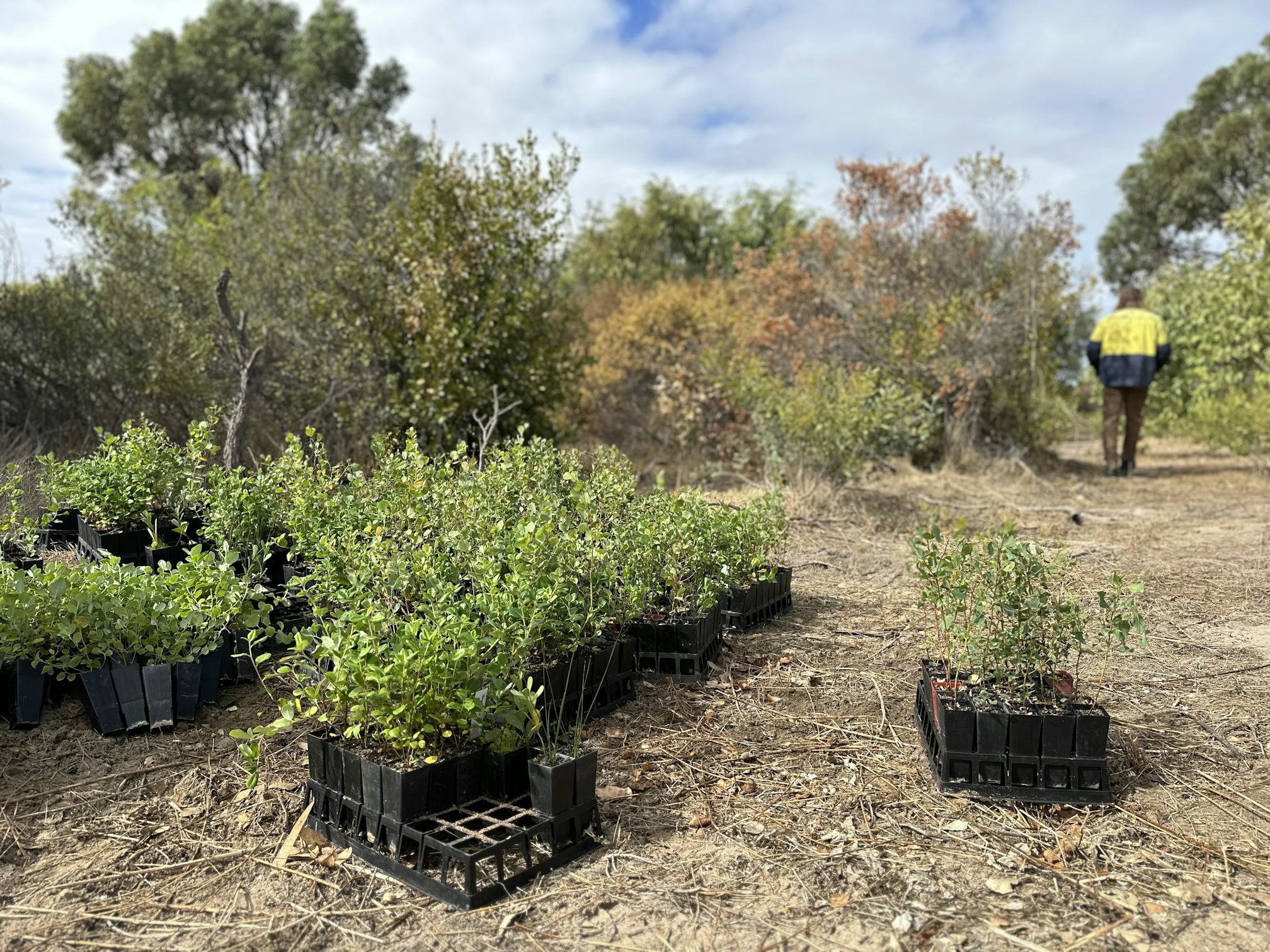 Seedlings and shrubs on the ground to be planted (Image: Conservation Volunteers Australia)