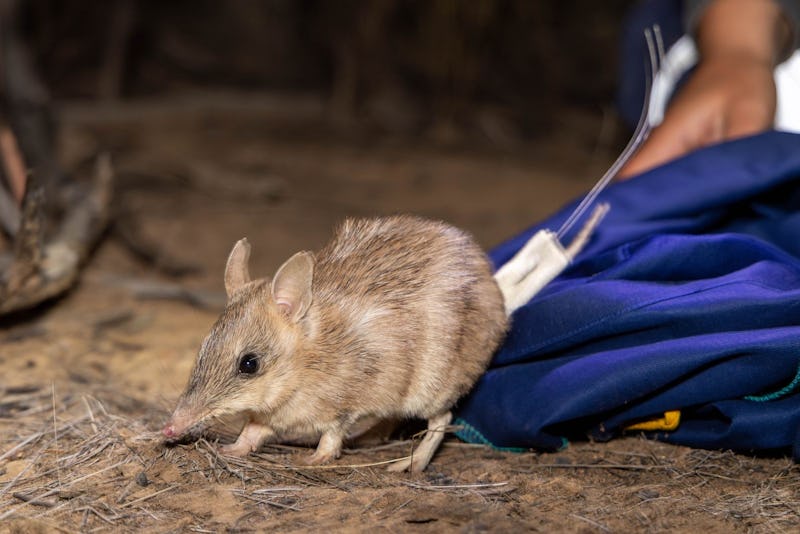 A Shark Bay Bandicoot is released into the Pilliga (Image: Australian Wildlife Conservancy)