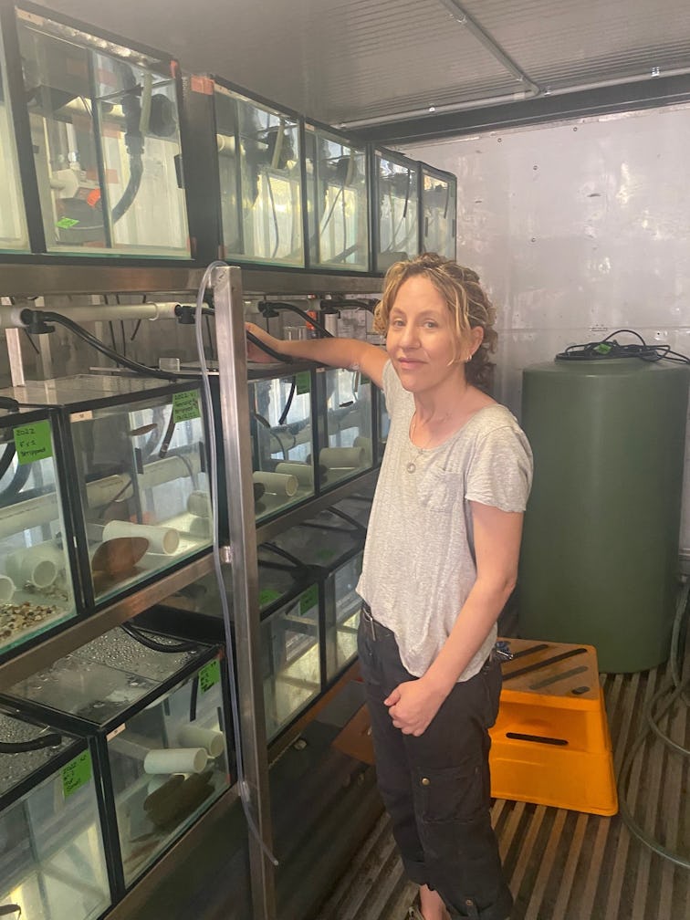 Rescued fish sent to the Gulbali Institute at Charles Sturt University joined a successful breeding program.