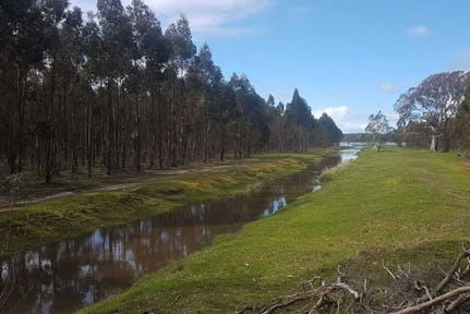 Walker Swamp prior to the intervention of Nature Glenelg Trust, dominated by a monoculture blue gum plantation.