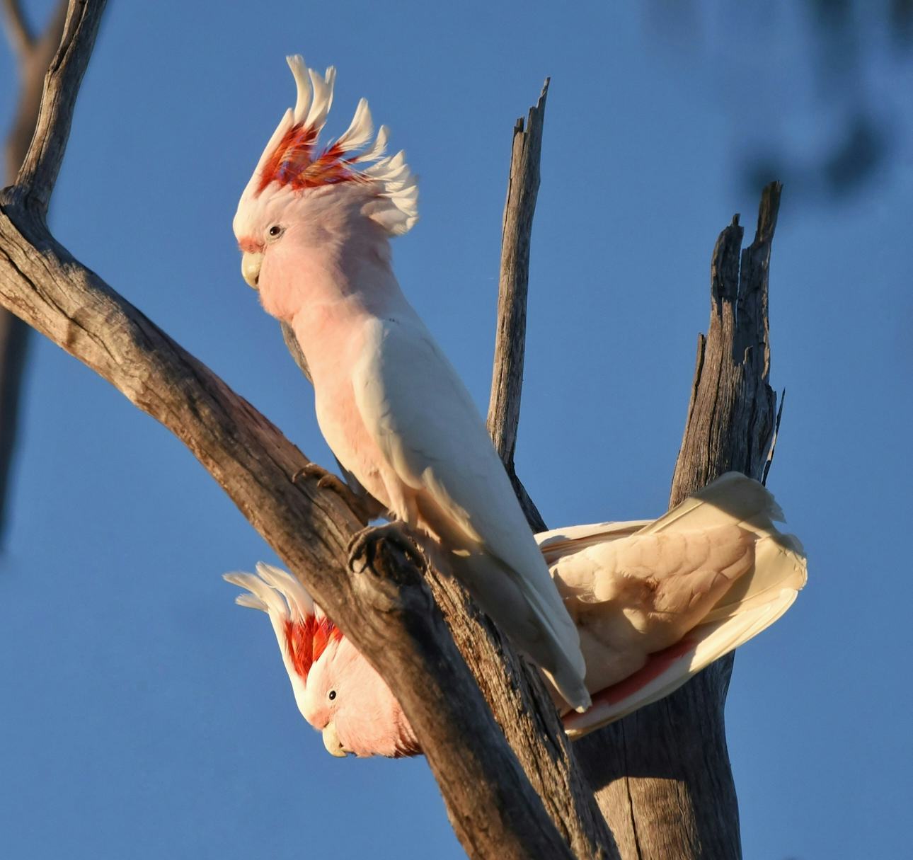 A couple of pink cockatoos on a tree branch (Image:Geoffrey Moore/Unsplash)