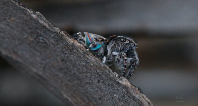 First sighting of a Maratus Australis outside in WA, found on Dakalanta Wildlife Sanctuary. © Shane Graves