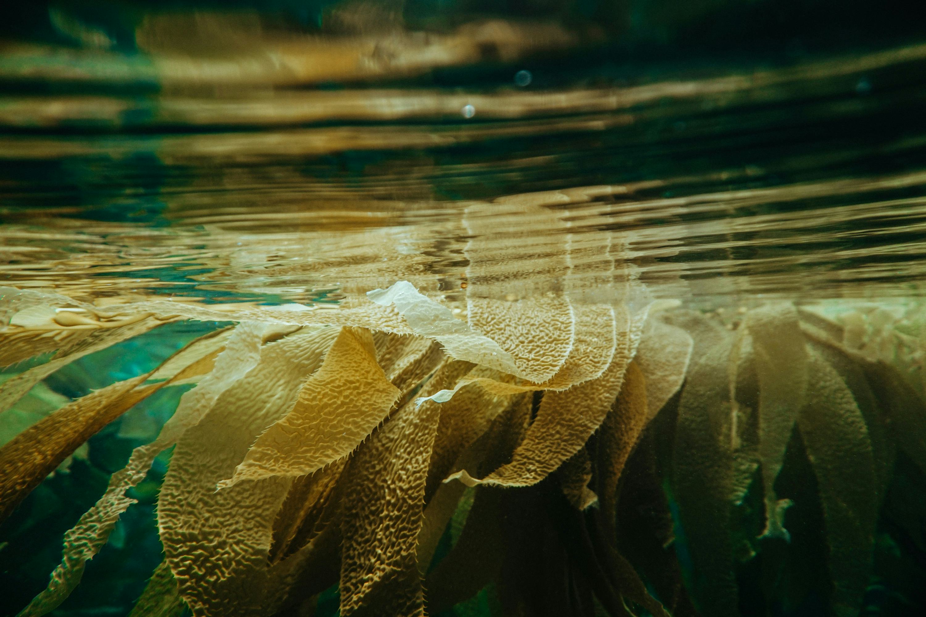 Image of kelp under water (Image: Shane Stagner/Unsplash)