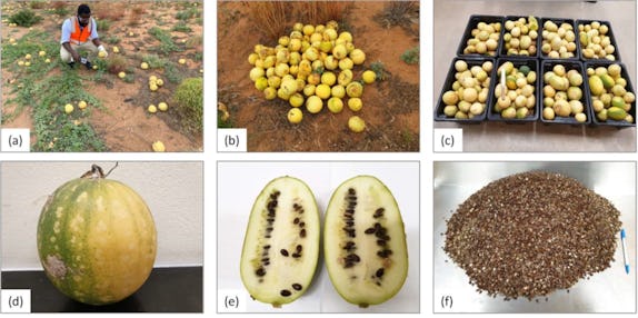 Process from start to finish – picking the melons, extracting the seeds and the final powder form (Image: University of South Australia).