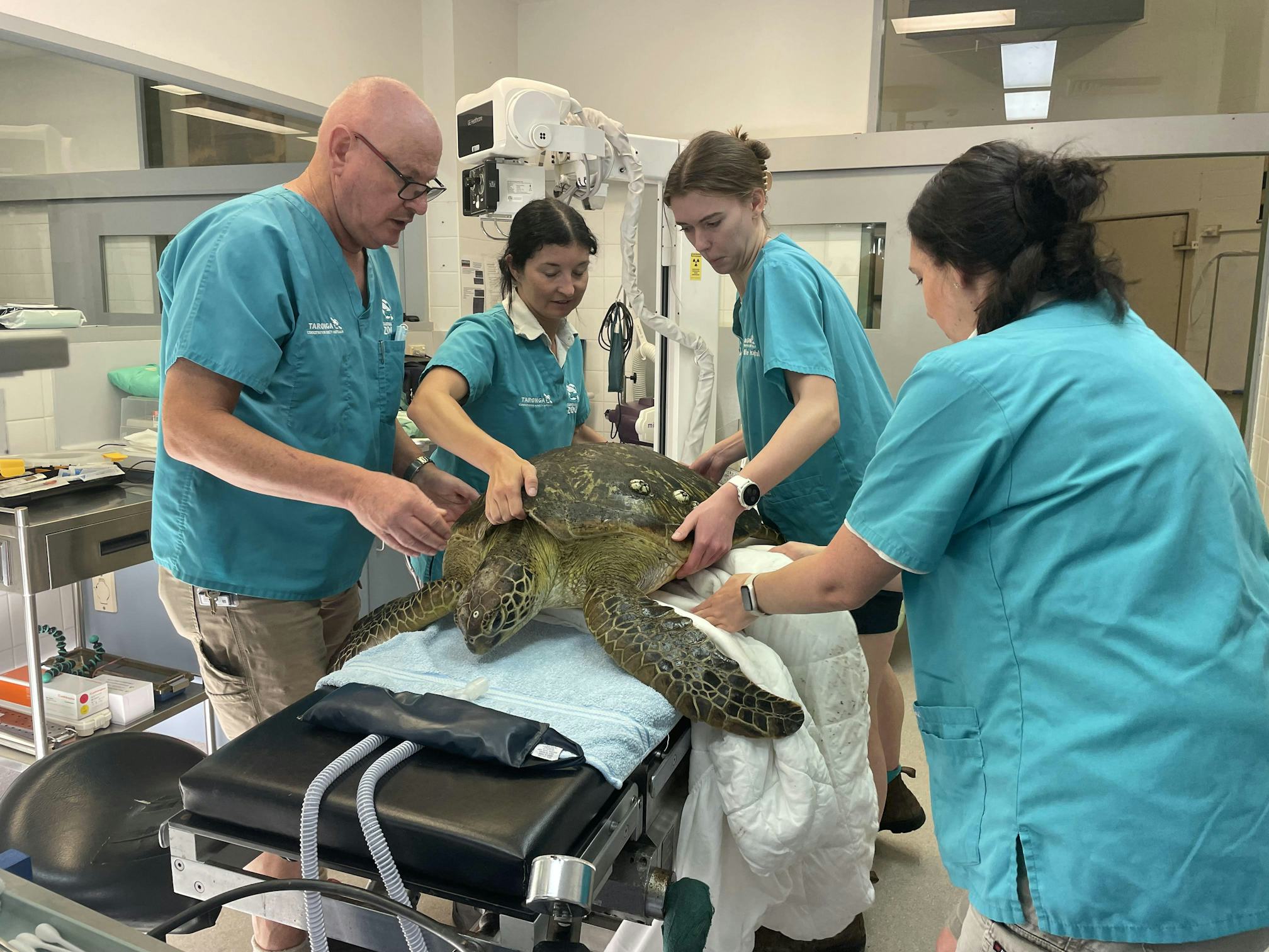 Seven fishing hooks are successfully removed from a Green turtle. (Image source:Taronga Wildlife Hospital)