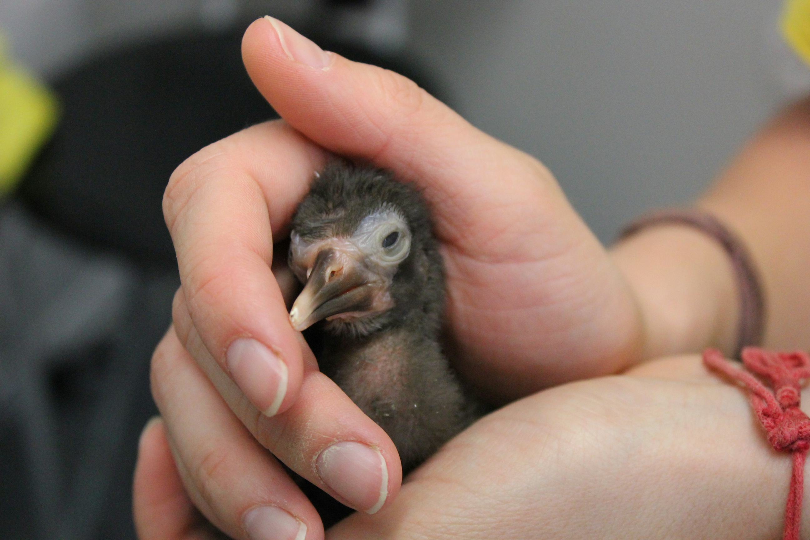 Northern bald ibis breeding program(Image: Charlie/Waldrappteam Conservation & Research)