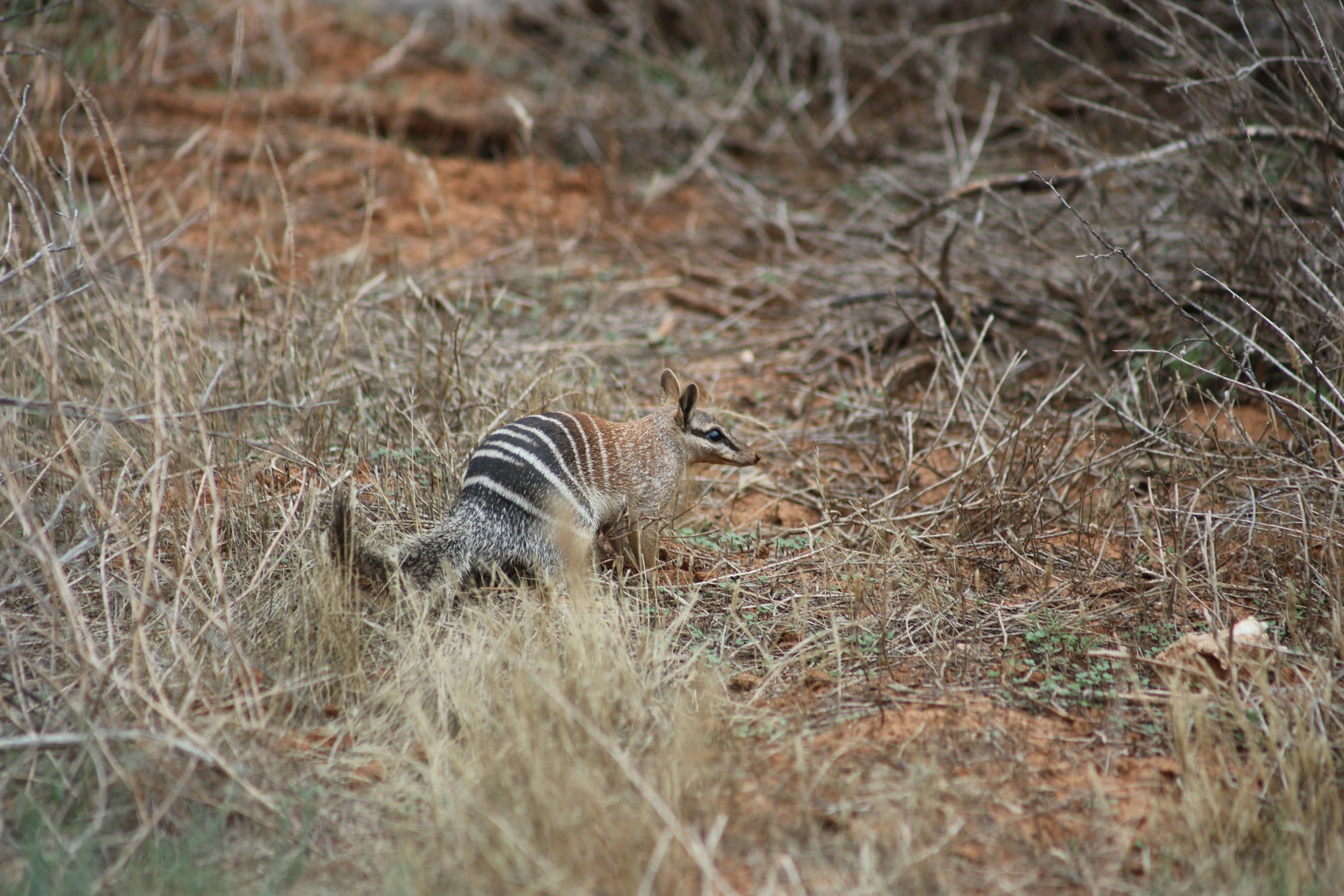 Numbat with its tail raised spotted searching for termites during a survey at Yookamurra
Wildlife Sanctuary in January 2024. (Credit: Alexandra Ross/Australian Wildlife Conservancy)