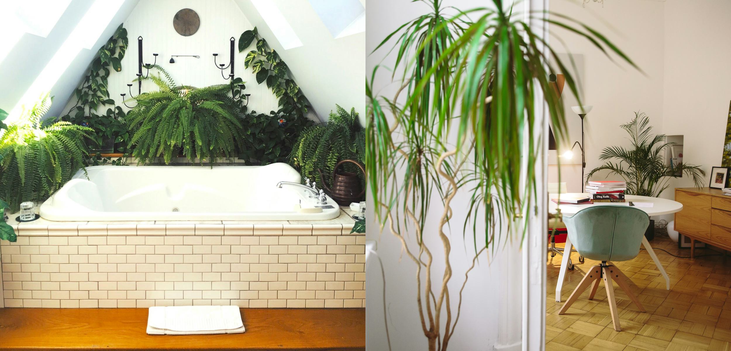 House plants