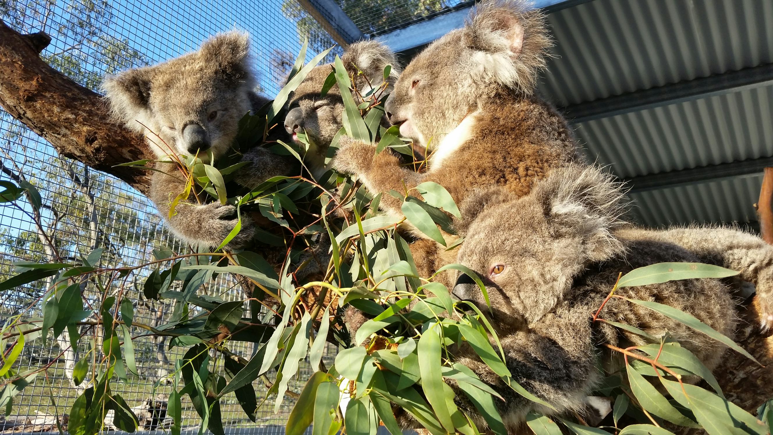 Four koalas rescued by Bear: Jessie Amelia Mark and Jarrah credit Karen Ford