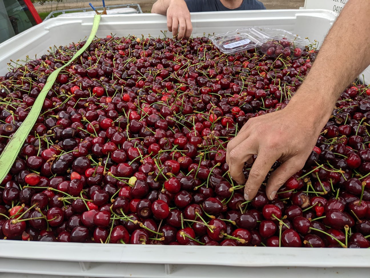 Cherries from Cathedral Cherries. Image source: Sustainability Victoria