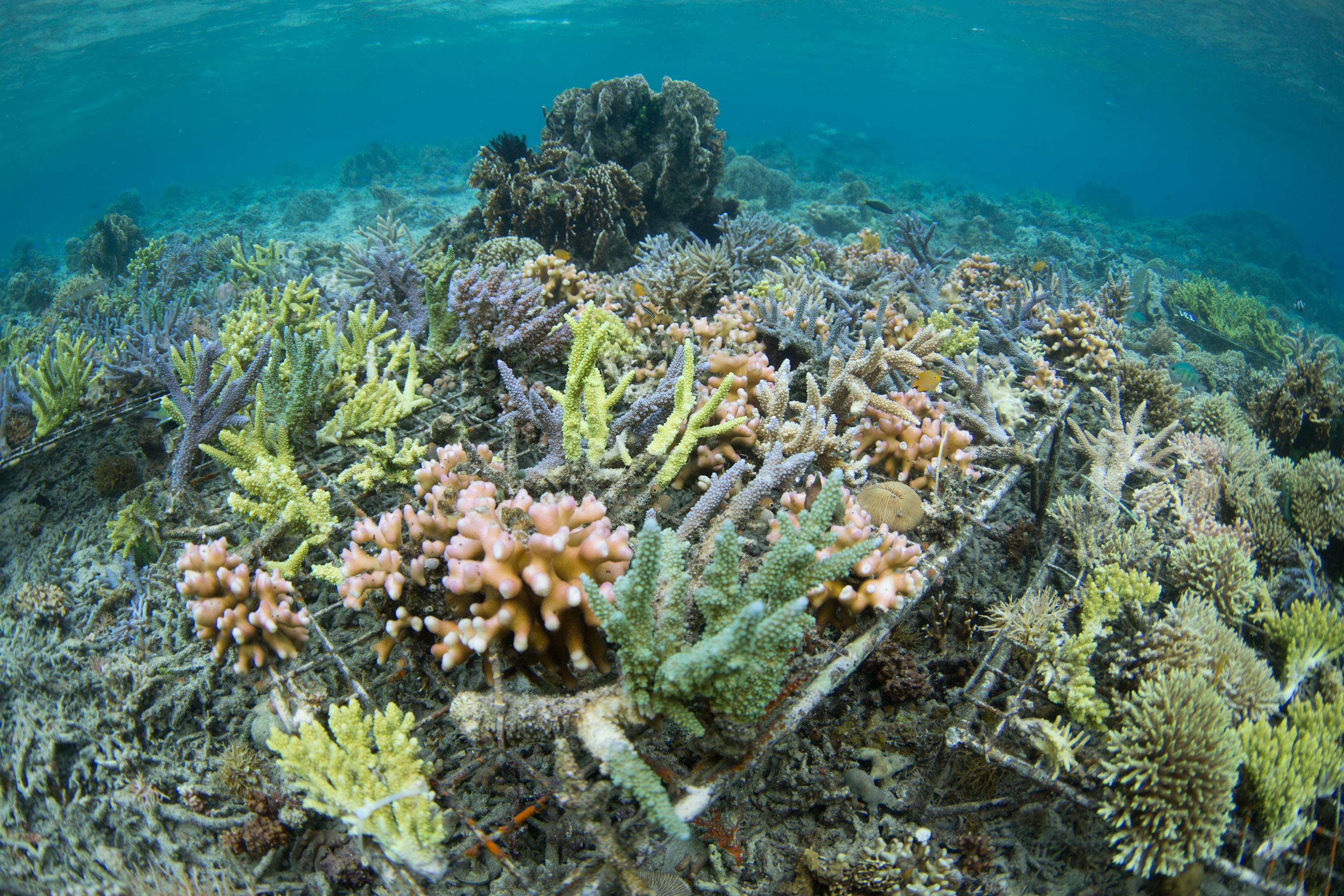 Underwater view of sponge creatures and corals (Image: Martin Colognoli/Ocean Image Bank)