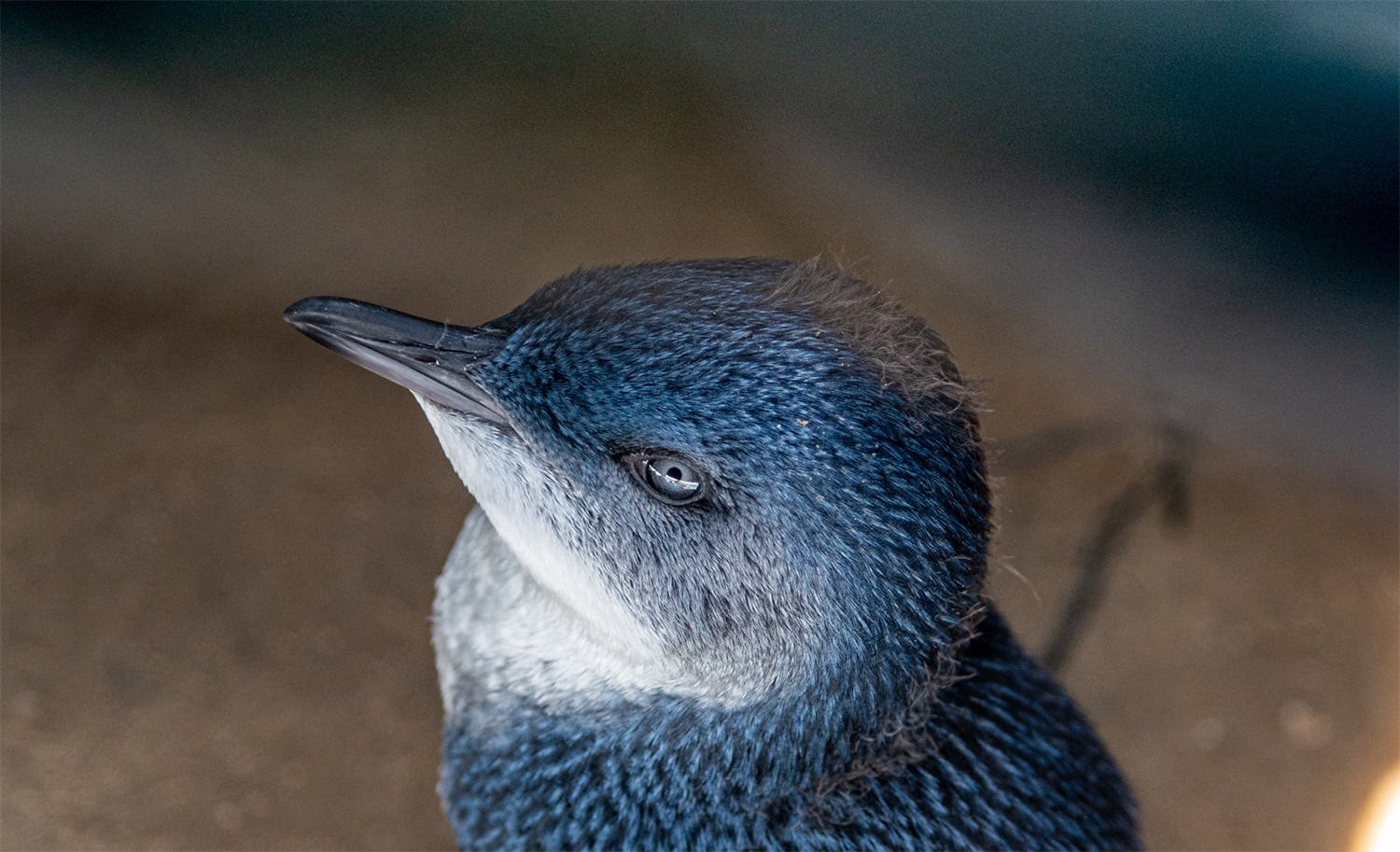 New grants to assist St Kilda’s little penguin colony