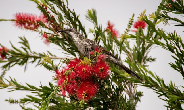 Honeyeater on bottlebrush plant
