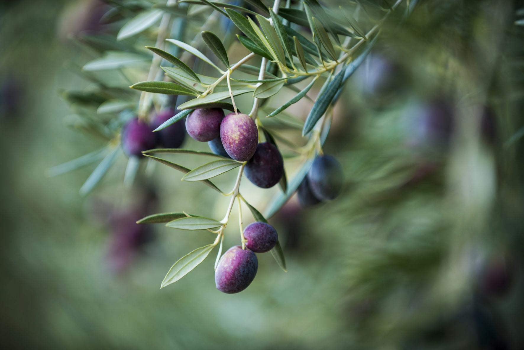 Olive fruit. Image source: Sustainability Victoria