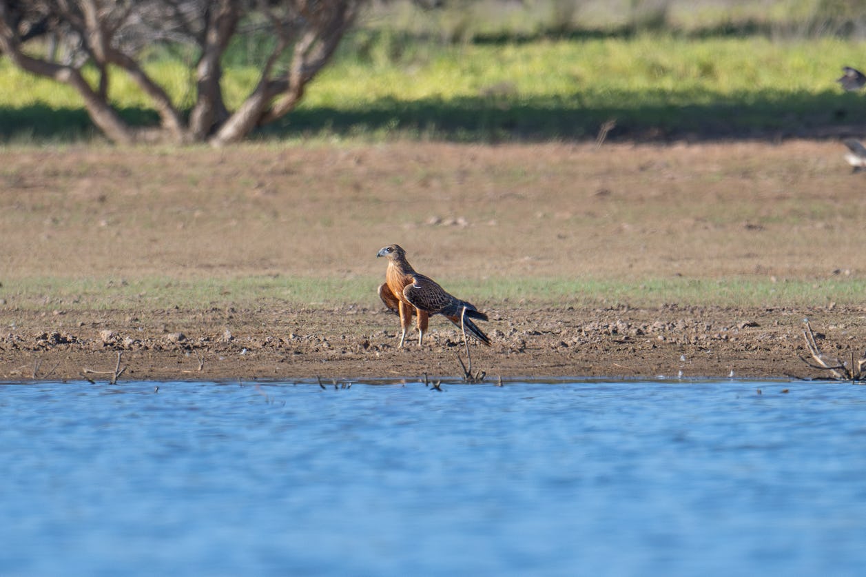 Red Goshawk at water (Image: AWC)