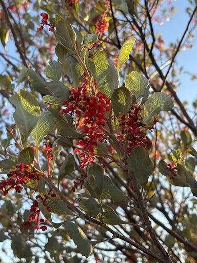 Wickham's Grevillea (Grevillea wickhamii) (Image: emmafitzy/iNaturalist)