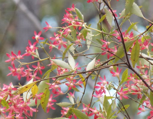 NSW Christmas Bush (Image: Bronwyn/iNaturalist)