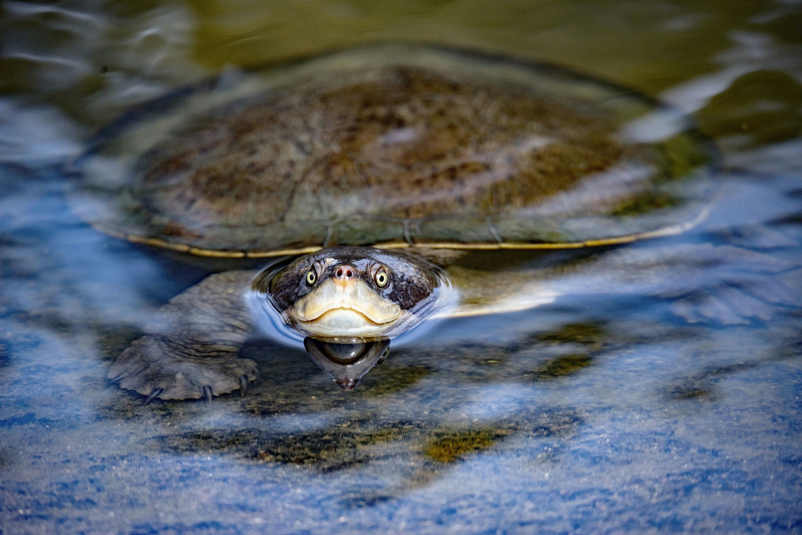 Tackling The Murray-darling’s Carp Problem With Turtles