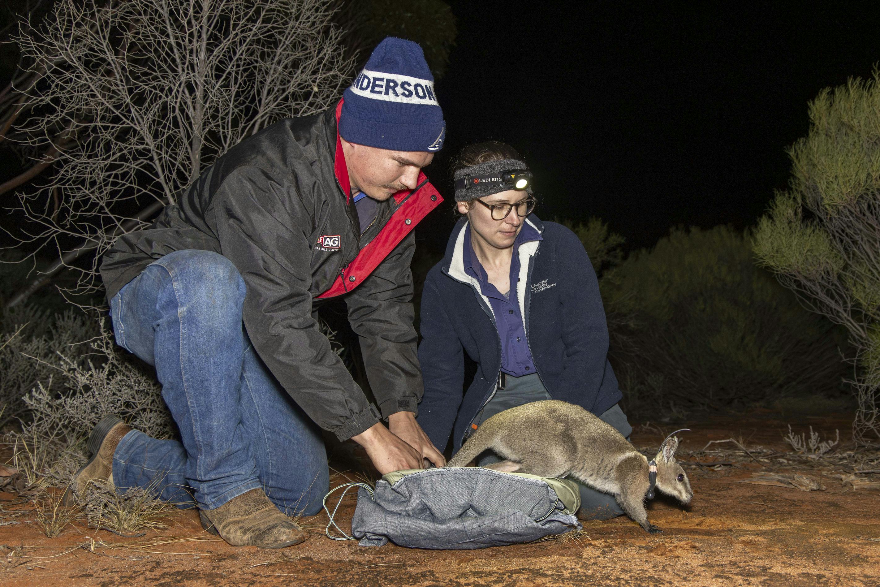 Kane Darby and Dr Rachel Ladd releasing a wallaby at Scotia. (Image: Brad Leue/ACW)